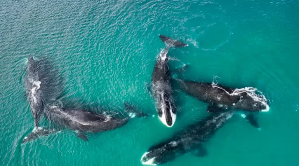 လူ့သက်တမ်းကို ရှည်စေနိုင်မယ့် သဲလွန်စကို နှစ် ၂၀၀ အသက်ရှင်တဲ့ ဝေလငါးတွေမှာ တွေ့ရှိ